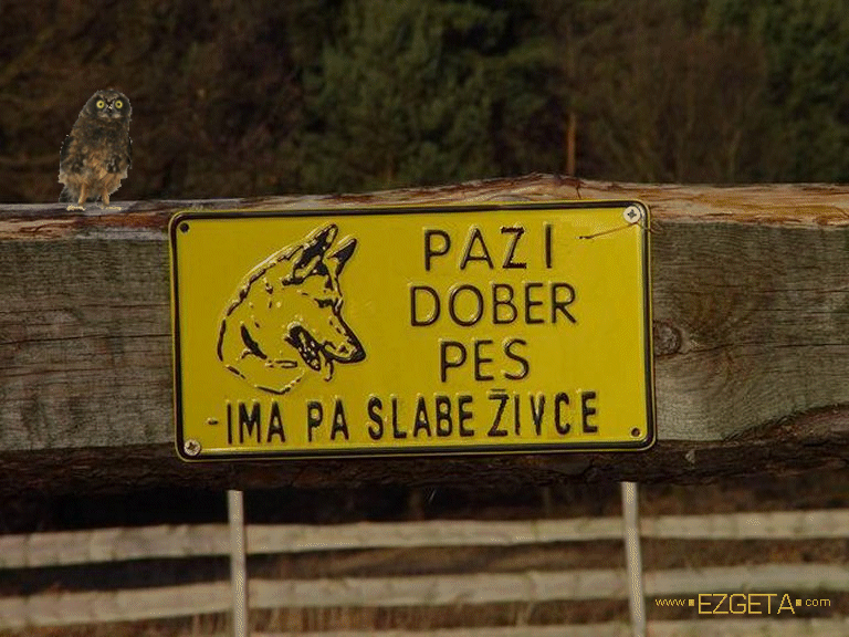 Copyright Carmen Ezgeta Copyright Carmen Ezgeta