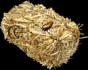 © Carmen Ezgeta © Carmen Ezgeta